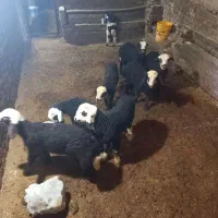 ۸ تا بره نرو ماده درجه یک