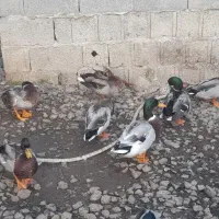 فروش اردک|حیوانات مزرعه|فومن, |دیوار