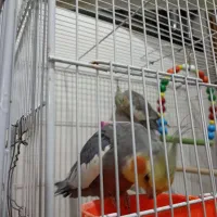 عروس هلندی