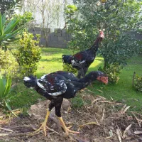 حیواناتمزرعه|حیوانات مزرعه|رشت, آتشگاه|دیوار