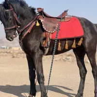 اسب نریان مشکی درشت سه ساله