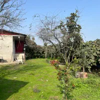 یک فرصت نایاب باغ کیوی ۱۳۰ اصله، آماده انتقال