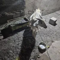 کهره ماده بابچه ۲ماهه