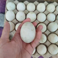 تخم نطفه دار اردک محلی درجه یک