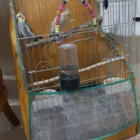 عروس هلندی