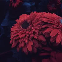 حواله سمندسورن پلاس باموتور uvp ‌