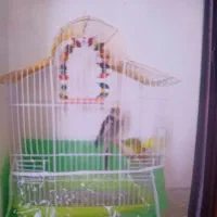 قفس