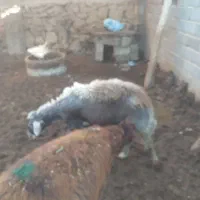 گوسفند همه رقم