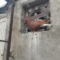 جفت کاغذی دم سفید ودوماده سرخ دم سفید