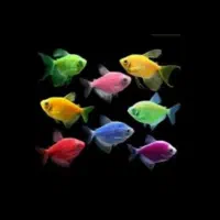 ماهی کالر و زبرا عمده/ آبزی پروری توس/فیش توس