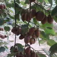 خریدار کیوی سردرختی|خدمات باغبانی و درختکاری|کیاکلا, |دیوار