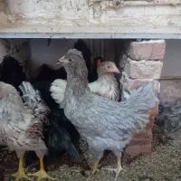 نیمچه گلین وارداتی و ویاندوت|حیوانات مزرعه|مرند, |دیوار