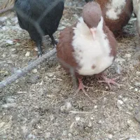 یک جفت گلی ریش کلاهی خشگل|پرنده|کرمان, |دیوار