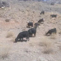 بز وبزقاله فروشی گله ای