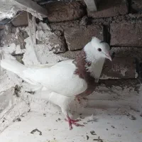 کبوتر|پرنده|مشکیندشت, |دیوار