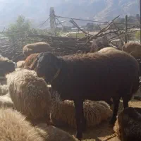 یک عدد قوچ قزل افشار درجه یک یک|حیوانات مزرعه|چگنی, |دیوار