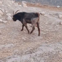 پازن درجه یک داشتی