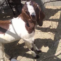 چپشت چاق چله