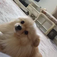 سگ پامرانین نر آموزش دیده|سگ|تهران, کیانشهر|دیوار