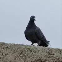 کفتر صید|حیوانات|مشهد, حسین‌آباد|دیوار