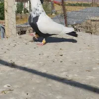 کبوتر