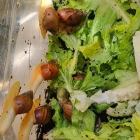 حلزون|خزنده|کرج, دولت‌آباد|دیوار