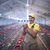 فروش جوجه یک روزه از تولید تافروش+پشتیبانی رایگان