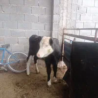 گوساله درجه یک ازمادری خالص