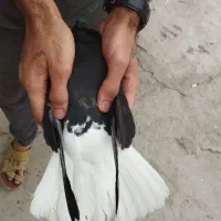 اشعل ماده|پرنده|باوی, |دیوار