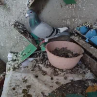 آلمانی و تکپر