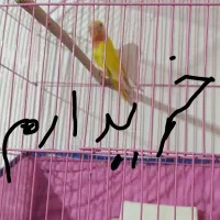 کوتوله نرصحیح سالم