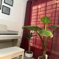 آموزش تخصصی پیانو در مهرشهر خانه پیانو سُل|خدمات آموزشی|کرج, فاز ۳ مهرشهر|دیوار