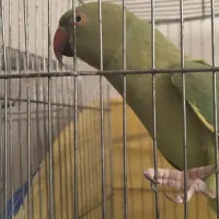 ملنگو ماده مست مست
