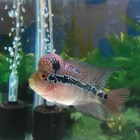 فلاور نر رد دراگون وارداتی