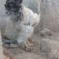 تخم مرغ برهما|حیوانات مزرعه|دهدشت, |دیوار