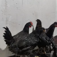 مرغ خروس سیاه غربانی قاسم آباد،الاهیه،شهرلشکر،