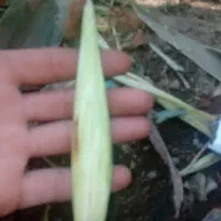 بلال بچه برای ترشی وسالاد کامل تازه اماده