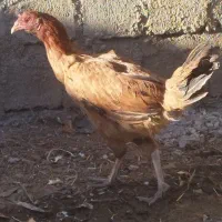 مرغ کوردی معاوضه با بوقلمون وکبوتر