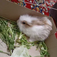 خرگوش