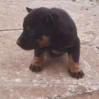 یک جفت توله ژرمن نرو ماده|سگ|تهران, فلاح|دیوار