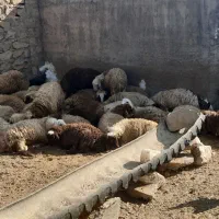 بره نر کشتاری و صادراتی سفید جفتی ۱۰۰ کیلو|حیوانات مزرعه|رومشکان, |دیوار