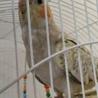 عروس هلندی|پرنده|پاکدشت, پاکدشت (مامازند)|دیوار