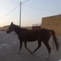 حیوانات|اسب و تجهیزات اسب‌سواری|کویرات, |دیوار