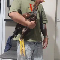 جوجه خروس لاری افغان