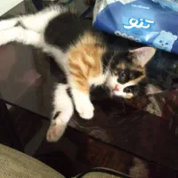 گربه گمشده|گربه|مراغه, |دیوار