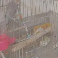 عروس هلندی نر،سخنگو مست واماده|پرنده|نجف‌آباد, شهید بهشتی|دیوار