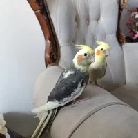 جوجه عروس هلندی|پرنده|محمدشهر, شهرک پیام (مهرالبرز)|دیوار