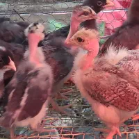 انواع جوجه ۵ روزه تا مرغ و خروس وبوقلبون|حیوانات مزرعه|خرم‌آباد (تنکابن), |دیوار