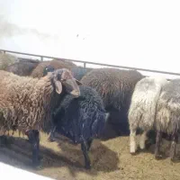 بره نیم بند و لاغر افشار نقدی کارتکش