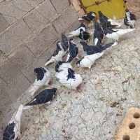 کفتر شهری